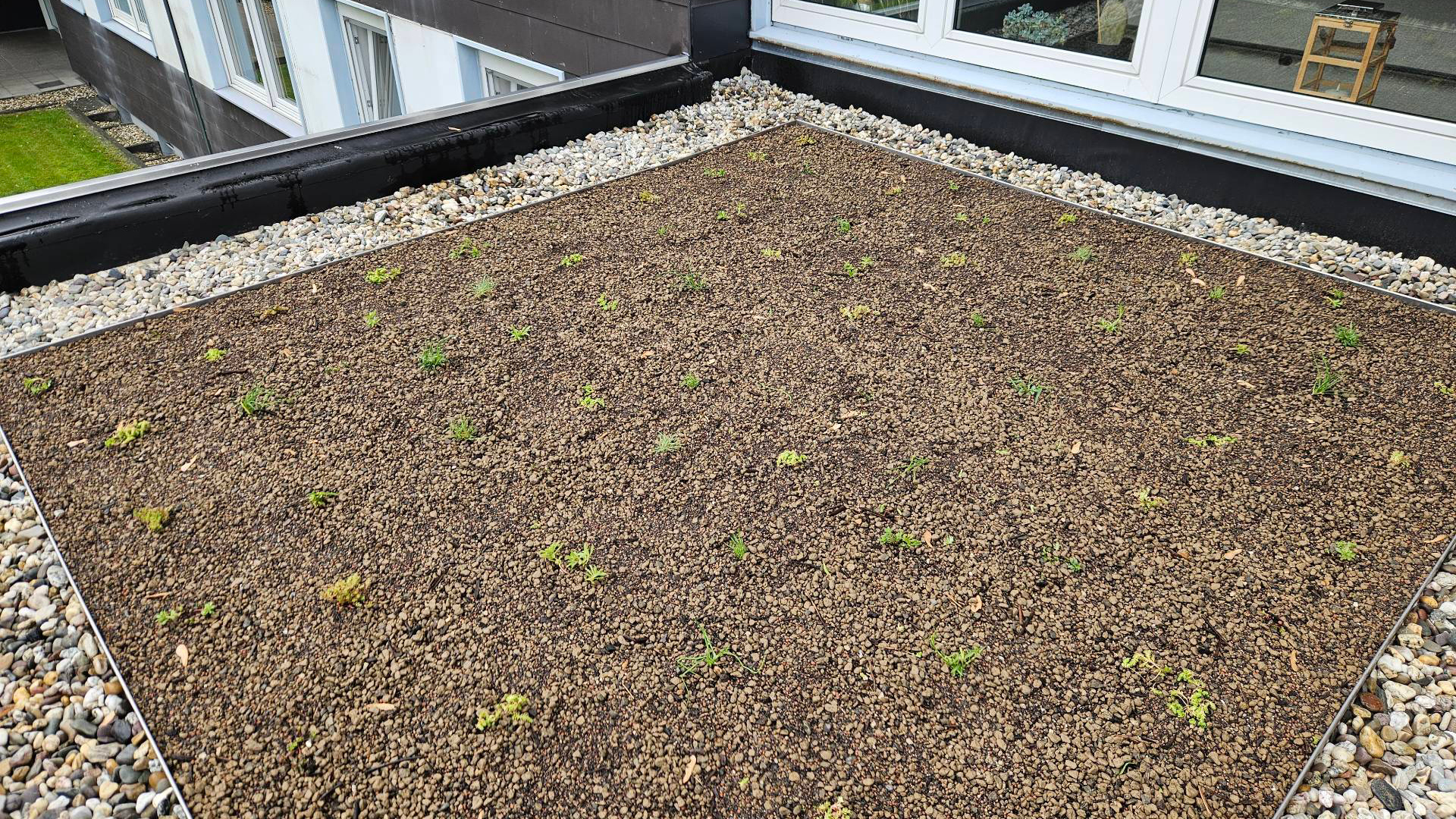 Begrüntes Flachdach mit extensiver Bepflanzung